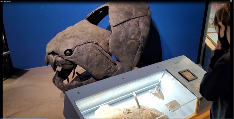 dunkleosteus.jpg