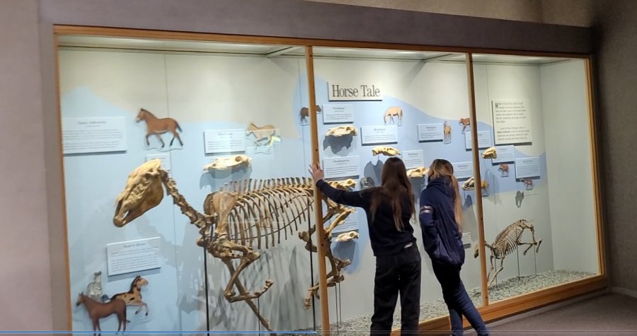 förhistoriska hästar.jpg