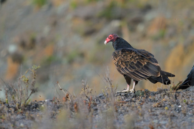 IMG_1472 (640x427).jpg