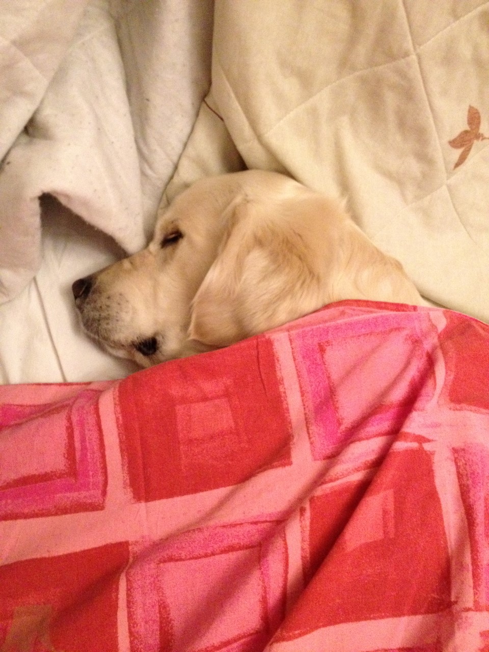 Iphone5 613 (Custom).JPG