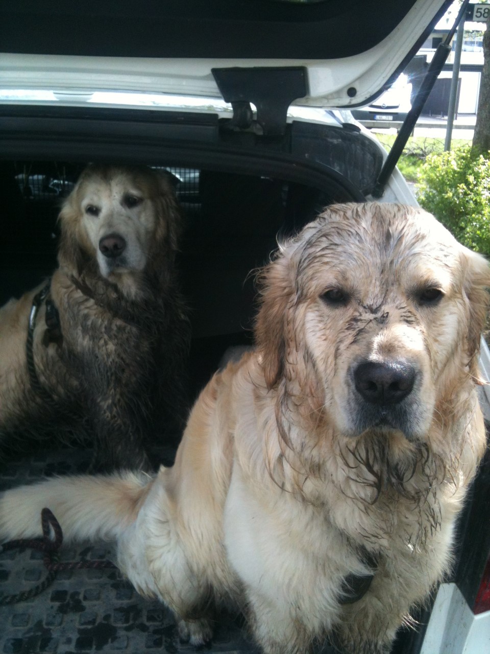 Pia 137 (Custom).JPG