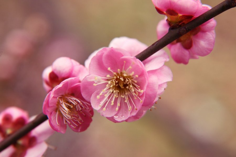 pink_plum_blossom_picture_japan.jpg