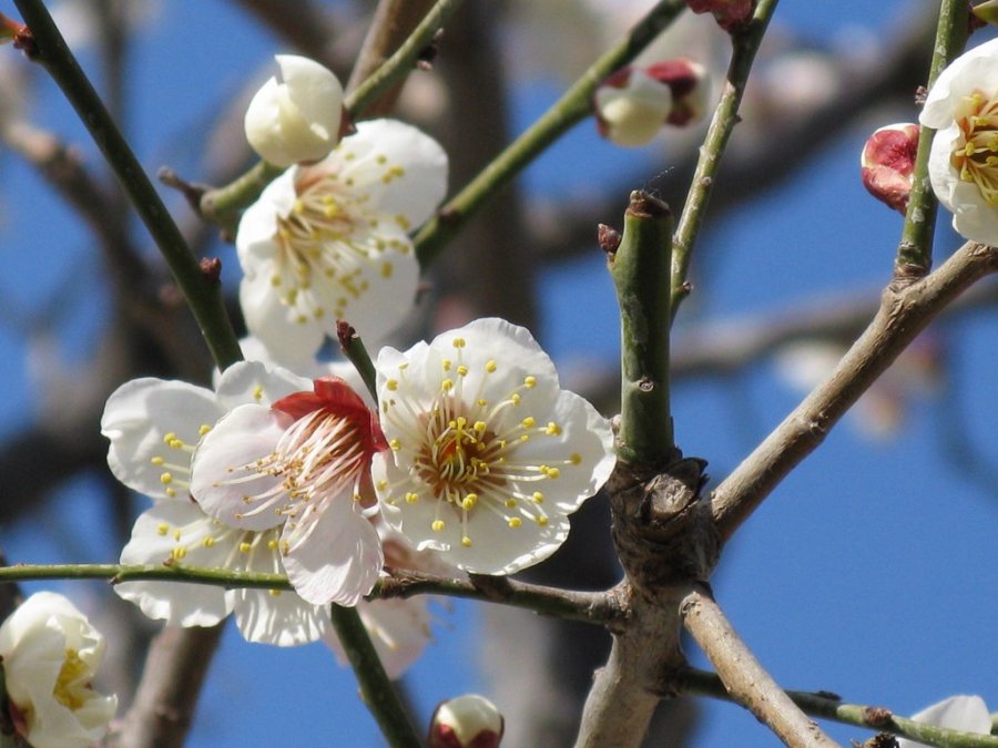 plum_blossom_flower_shape_japan.jpg