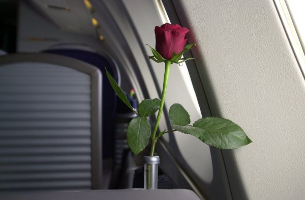 LH rose.jpg LH rose.jpg