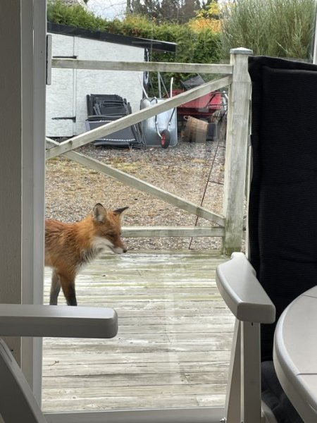 443FB5BA-8218-4BF2-B569-4E8776968132.jpeg 443FB5BA-8218-4BF2-B569-4E8776968132.jpeg