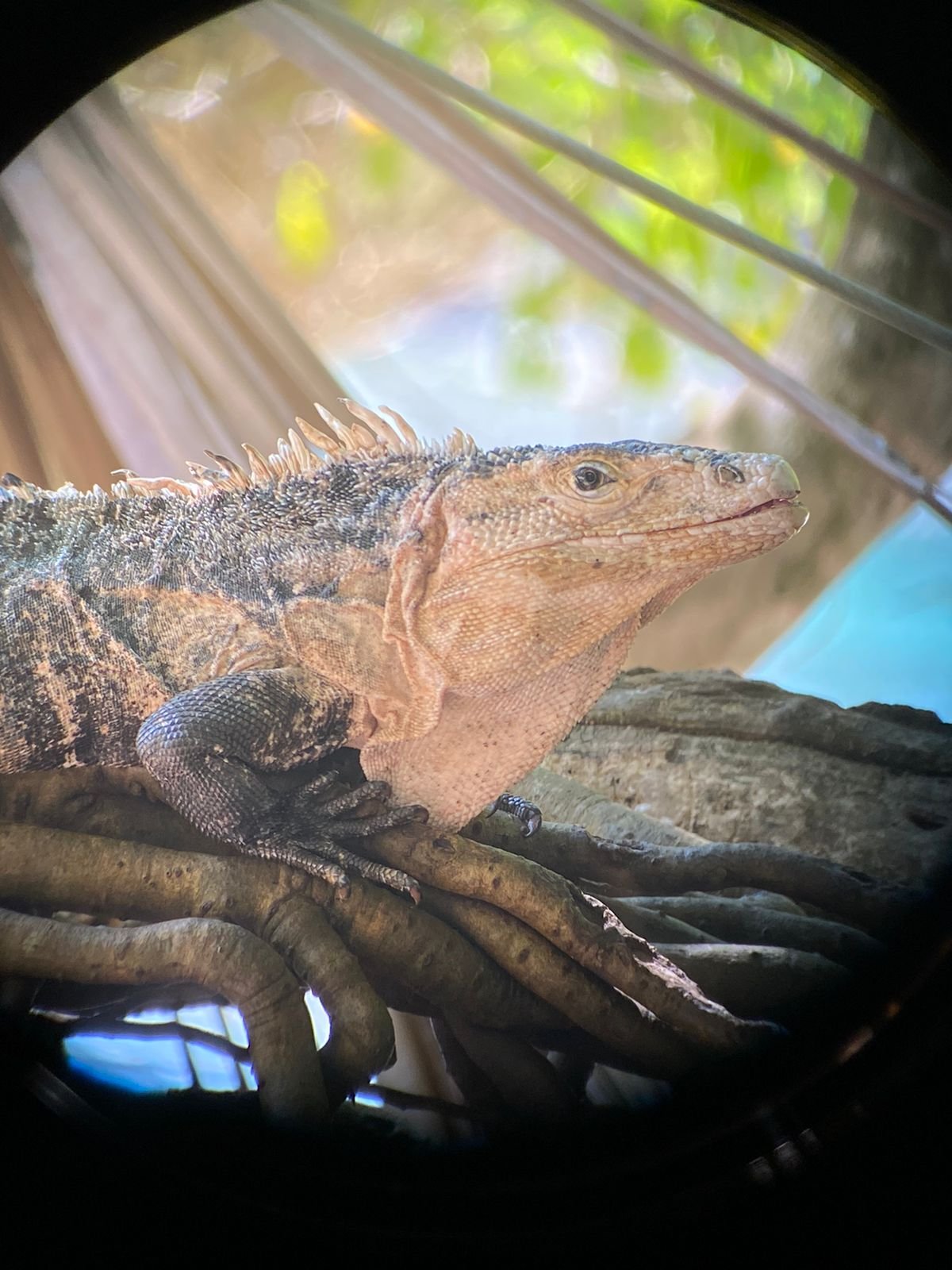 bc49211e-996e-49ed-9408-8070b9b0dcdb.jpeg bc49211e-996e-49ed-9408-8070b9b0dcdb.jpeg