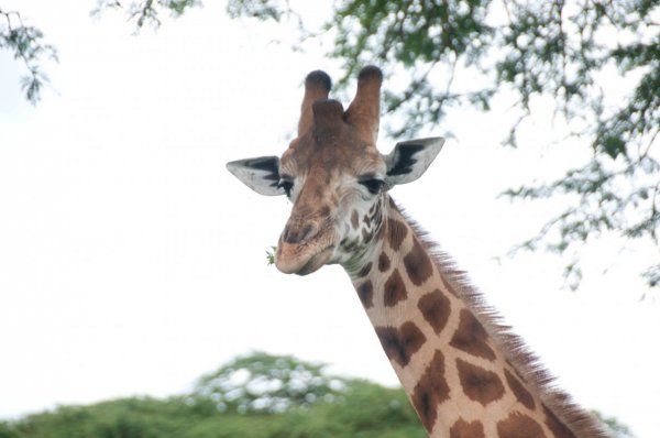 DSC_7734.jpg DSC_7734.jpg