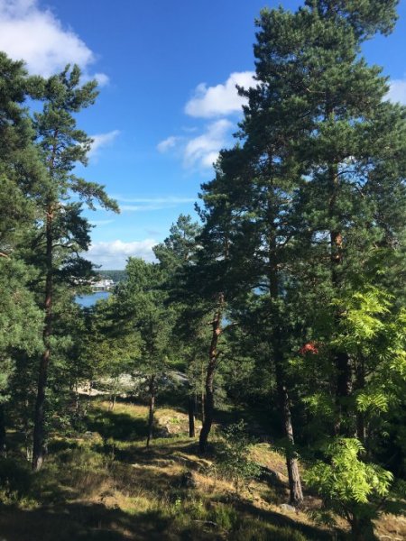 image.jpeg image.jpeg