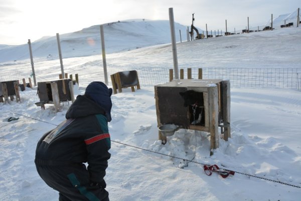 svahundarX2.jpg svahundarX2.jpg