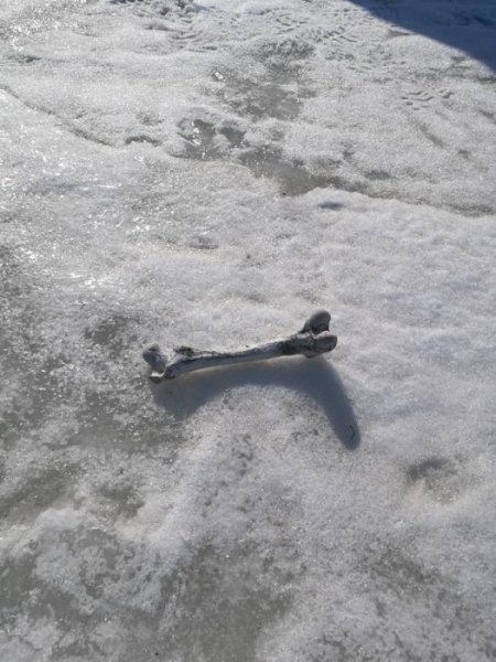 Rester från nalle.jpg Rester från nalle.jpg